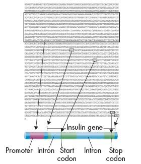 Sequencing and Identifying Genes Shortly after a promoter, there is usually an area called an open reading frame, which is a sequence of DNA bases that will produce