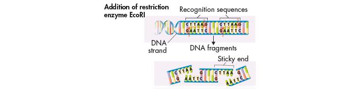 Cutting DNA For example, the EcoRI restriction enzyme recognizes the base sequence GAATTC.