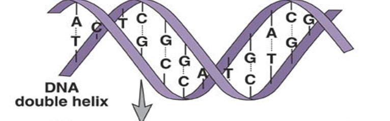 Manipulating DNA DNA is a huge molecule even