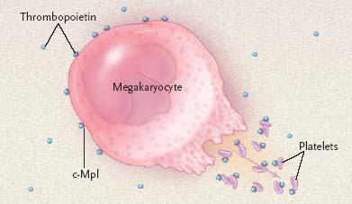 Megakaryopoiesis Megakaryopoiesis and thrombopoiesis are controlled by