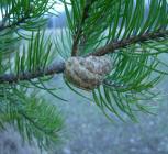 pine cones produce seed when under extreme