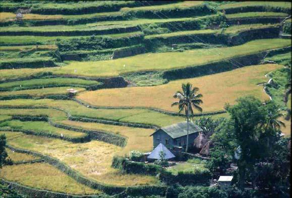 The second Green Revolution trends and implications in pesticide use Turning the Green revolution green The first Green Revolution substantially increased rice production in many countries in Asia,