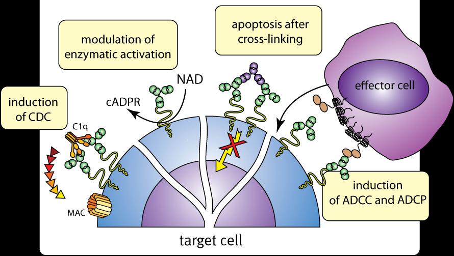 Antibody-dependent cell-mediated cytotoxicity (ADCC) Antibody-dependent cellular phagocytosis (ADCP)