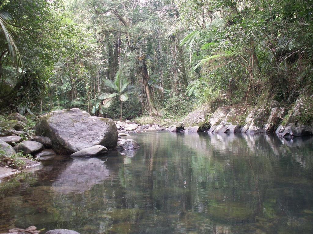 Caribbean forested wetlands-pterocarpus officinalis forests as models to understand wetlands in light of expected changes in sea level Elsie Rivera Ocasio 1, Neftalí Rios López 1,