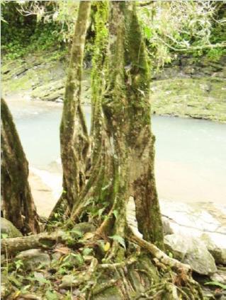 Pterocarpus stands dynamics from coastal to montane populations Coastal Stands are strongly structured by