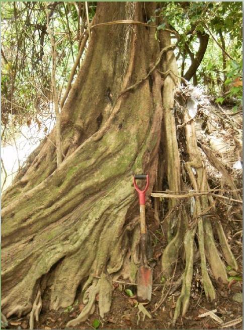 Pterocarpus from coastal to montane