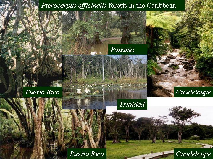 Pterocarpus stands cover large areas in Caribbean islands and can