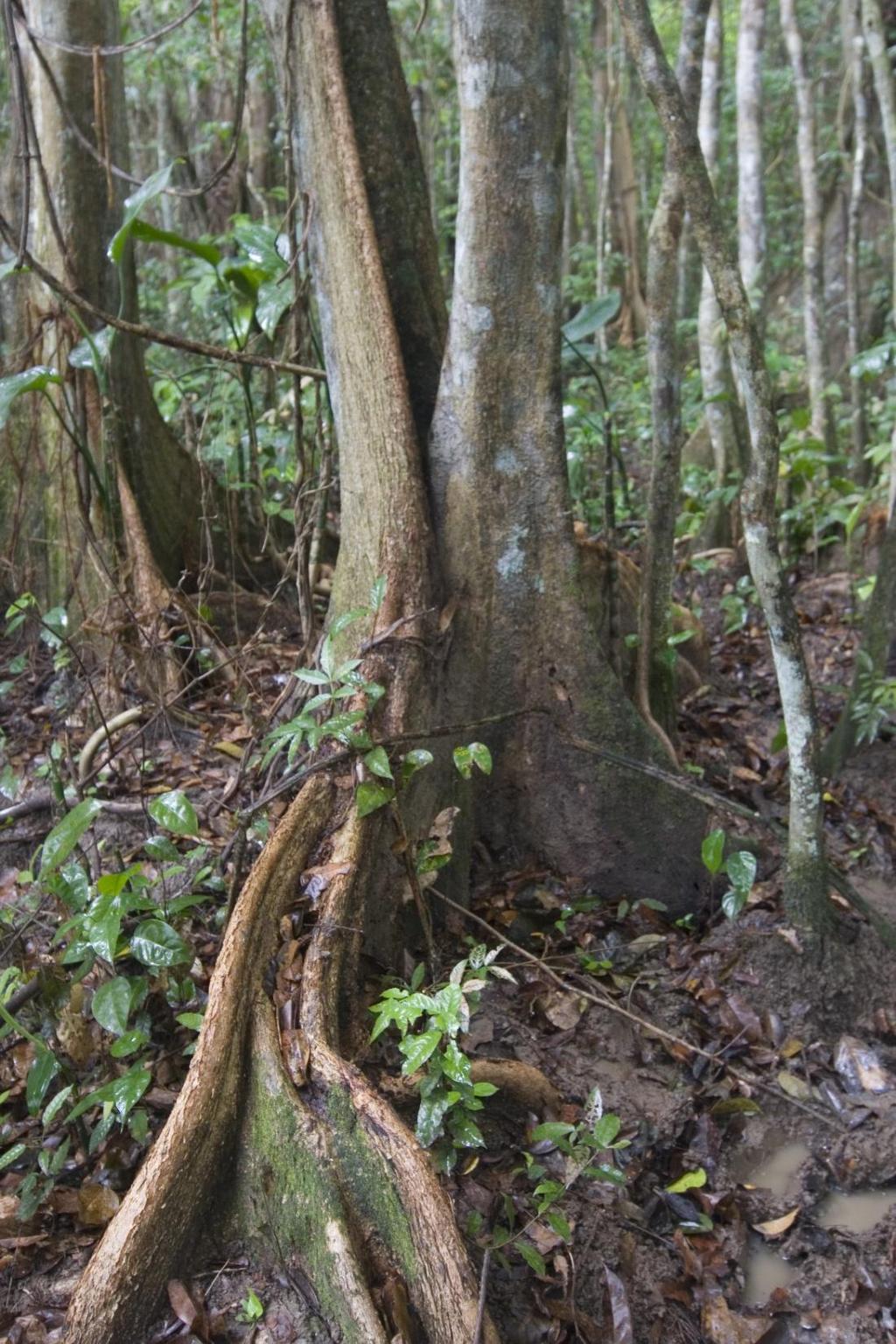 Pterocarpus officinalis Stands are