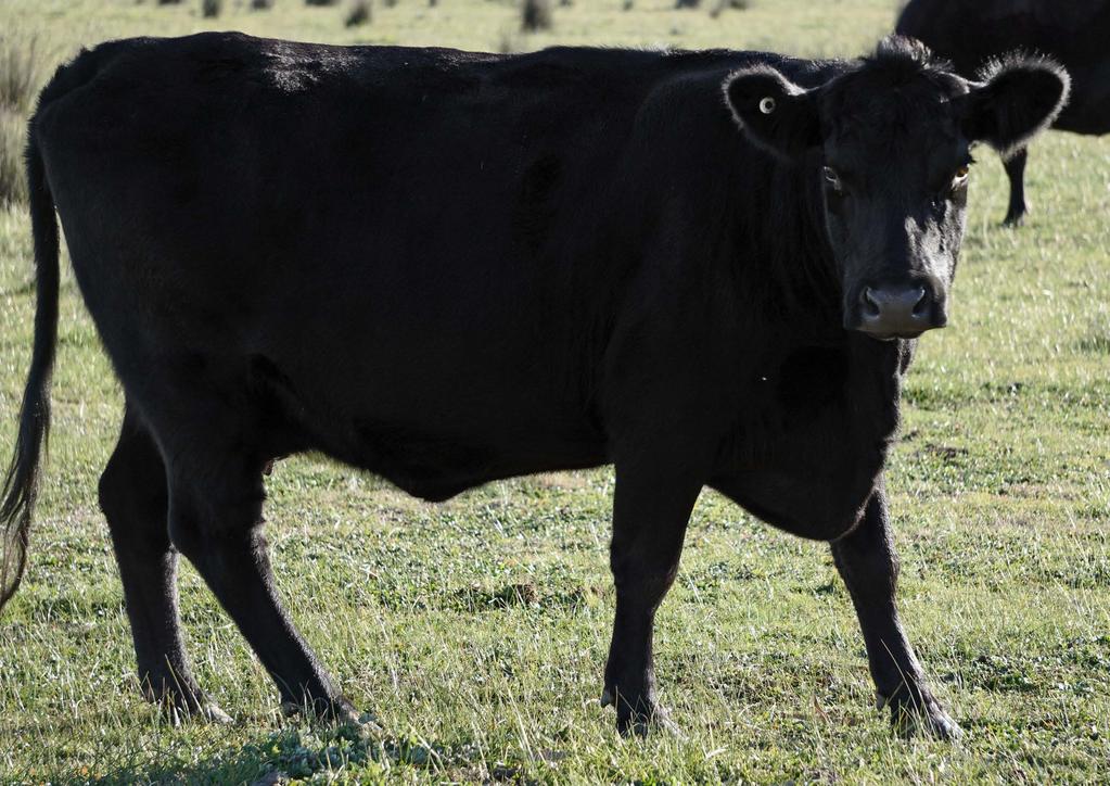 Photo Mai Thai KEY POINTS The Australian beef cattle industry has enjoyed a great run over the past couple of years, with the Eastern Young Cattle Indicator (EYCI) hitting a record over 72c/kg in