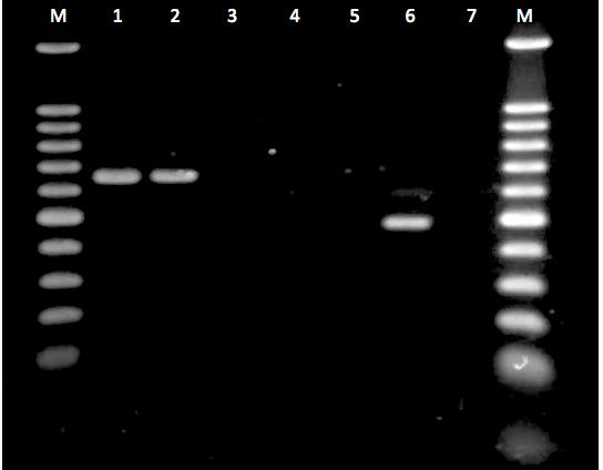 Supplementary Figure 1. PCR identification of B. animalis subsp.