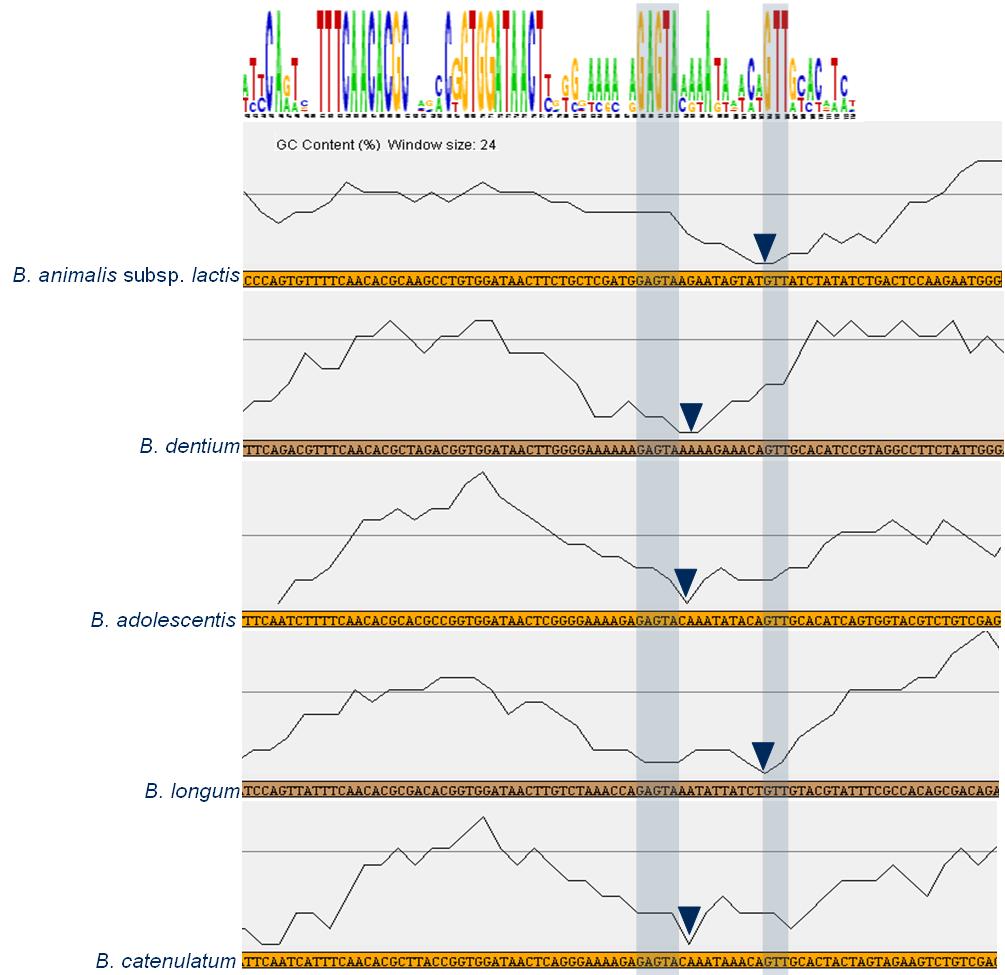 Supplementary Figure B. Putative origin of replication Sequences conserved across several Bifidobacterium genomes are shown at the top using WebLogo (Crooks et al.