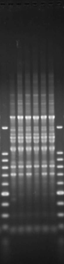 Figure 2. Representative RAPD-PCR of B. animalis subsp. lactis strains 1 2 3 4 5 6 7 8 9 10 11 12 13 14 15 16 17 18 19 20 21 22 23 24 25 26 27 28 1.5 kb 1.0 kb 0.