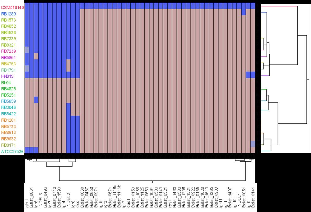 Figure 3. Hierarchical cluster of B. animalis subsp. lactis strains Hierarchical Clustering Analysis of B. animalis subsp. lactis strains across 50 genetic loci.