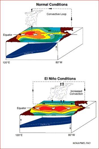 Ocean Circulation: El Niño Between normal conditions, the trade winds blow towards the west across the tropical Pacific.