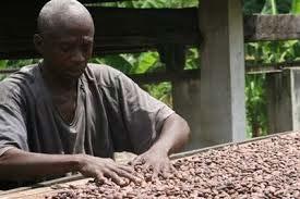 CHOCOLATE AS COCOA Research and Development Chocolate industries fund enhanced agricultural