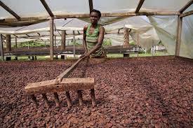 of Cocoa Producing Countries works to improve cocoa quality, production, and sustainability