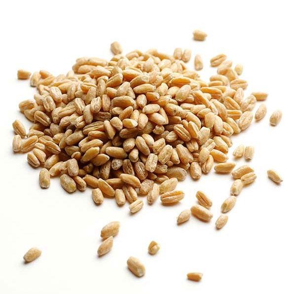 WHEAT FARMING Wheat is farmed from the seed grains of the wheat grass. It is Australia s largest grain crop and most of our wheat is sold to other countries.