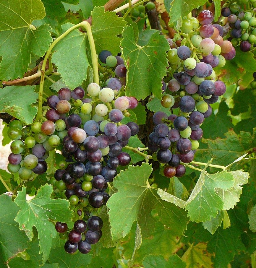 Viticulture (wine grapes) Can you think of