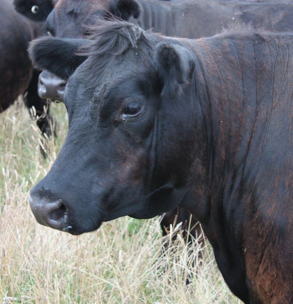 BEEF CATTLE FARMING In Australia, around 90% of all cattle are used for beef. Beef cattle are raised for use as meat. All parts of the animals have a use: Meat - eating 