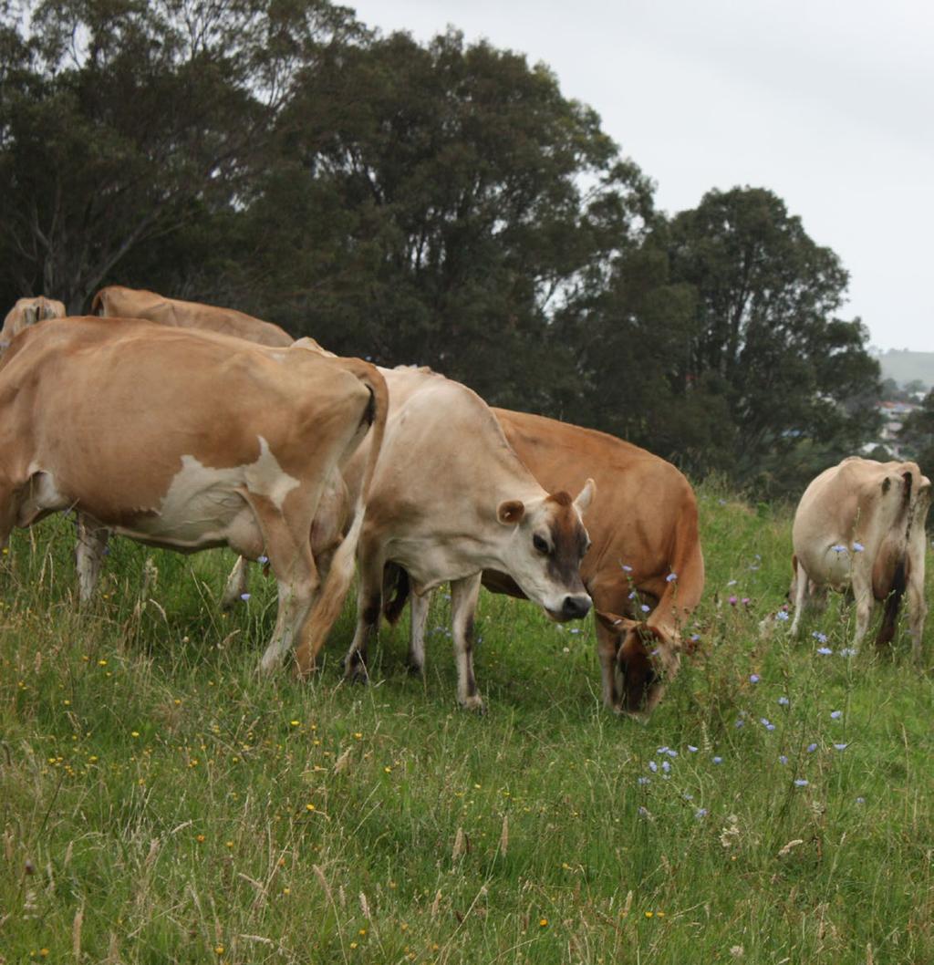 DAIRY CATTLE FARMING Dairy farming is another major cattle industry in Australia. Dairy cows are raised for their milk.