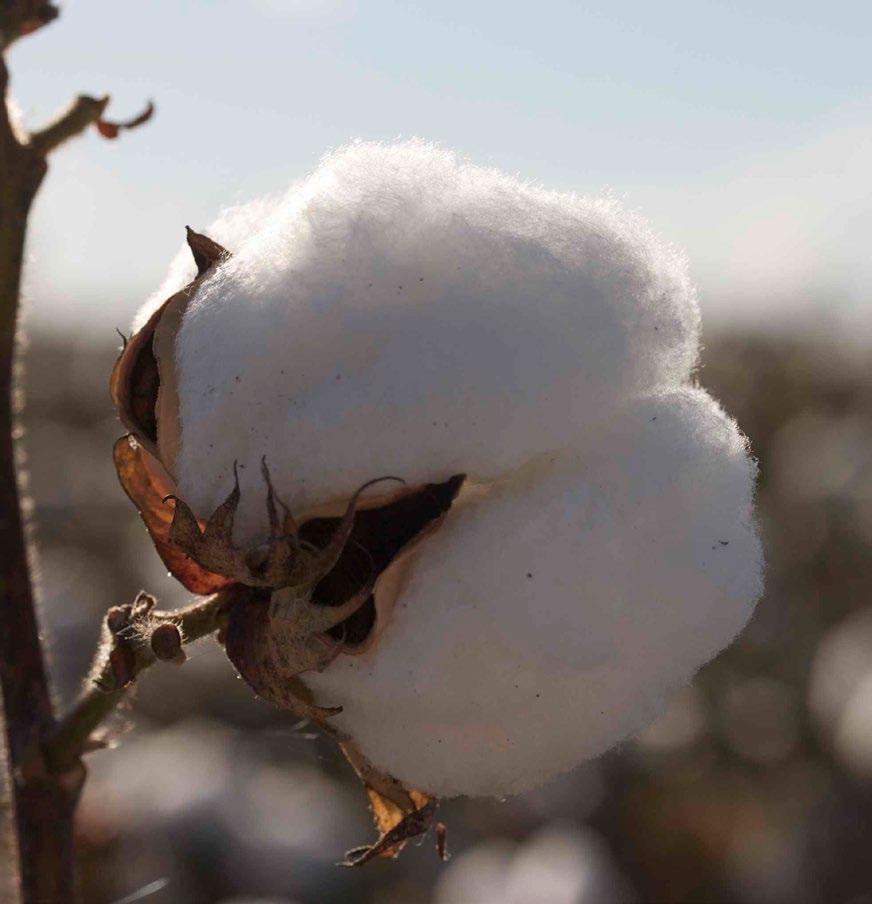 Cotton Farming Can you think of what