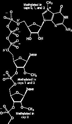 Eukaryotic mrna 5 Cap A phosphate is released by hydrolysis. The diphosphate 5 end then attacks the α-phosphorus atom of GTP to form a very unusual 5-5 triphosphate linkage.
