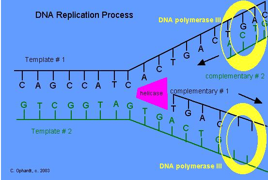 GENE EXPRESSION *RNA Structure