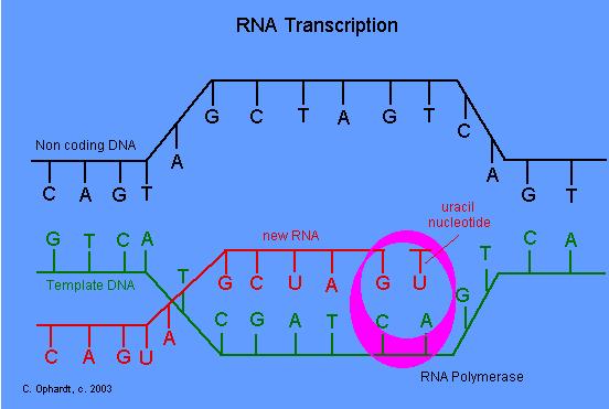 *Translation ---Before we can discuss how translation occurs, we must be familiar with the genetic code.