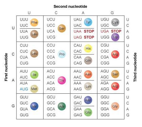 DNA template TAC GGC TCG CAC ATT mrna codon amino acid ---When and where does translation occur within a cell?