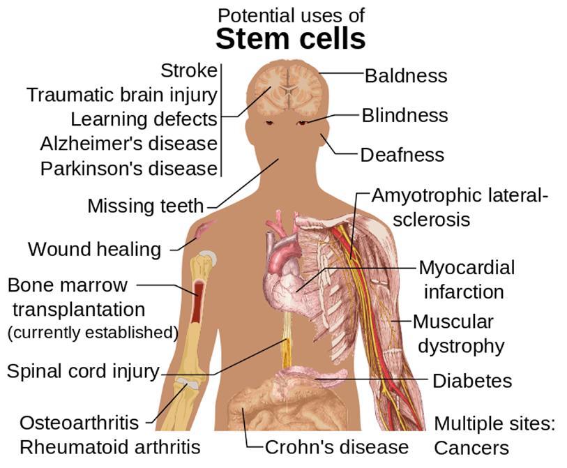---What are stem cells? +stem cells are +stem cells can divide +stem cells can develop into ---How are embryonic stem cells different from adult stem cells?