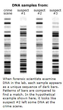 from an individual ---How are DNA fingerprints useful?
