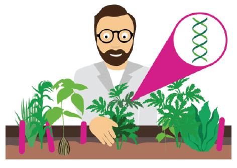 The GMO Process Step 1: Trait Identification Fun fact: For every one trait that is brought to market, more than 6,000 others are screened and tested.