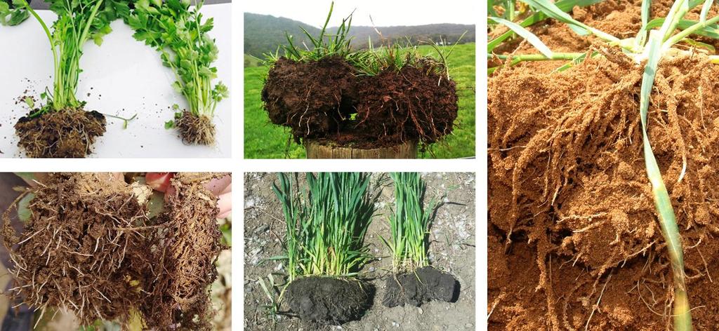 range improved of crop conversion nutrient problems. of soil-based organic matter. Helping build natural soil fertility that gives back to the soil.