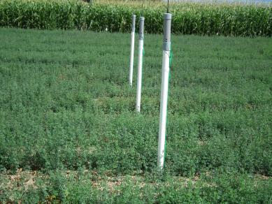 ALFALFA STUDY procedure Objectives: Determine the impact of irrigation