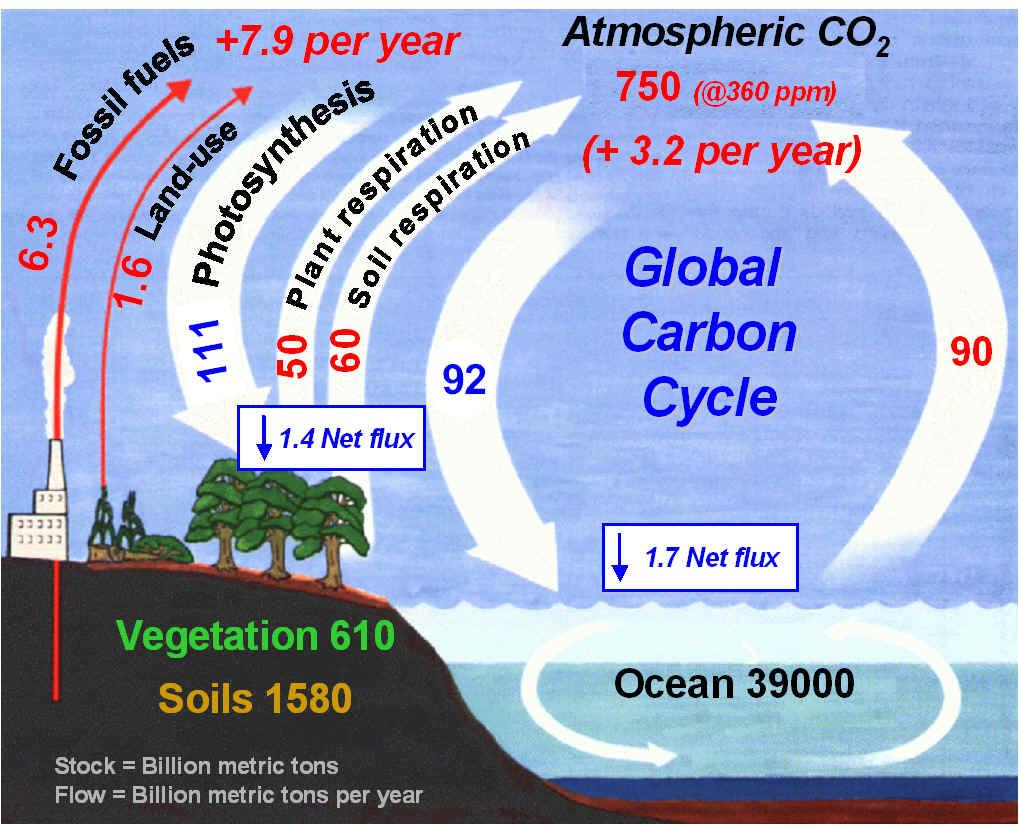 The Carbon Cycle The natural exchange of CO 2 between atmosphere and biosphere is > 100 Gtonnes yr -1 this is known as the carbon cycle Courtesy http://www.globalchange.umich.