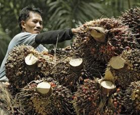 WORLD BANK GROUP FRAMEWORK AND IFC STRATEGY FOR ENGAGEMENT IN THE PALM OIL SECTOR www.ifc.