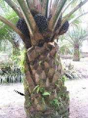 in the oil palm