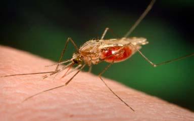 Vector-borne disease Malaria in Debrezeit, Ethiopia Incidence of most vector-borne diseases are strongly