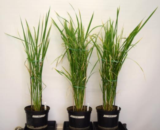 equivalent gene in forage crops Control C4003 C4003 Impact of Increased activity of C4003 a global regulator gene in rice?