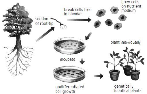 Cloning plants, animals, and cells Take a cutting from a plant, put it in a pot of soil, and you have cloned an organism.