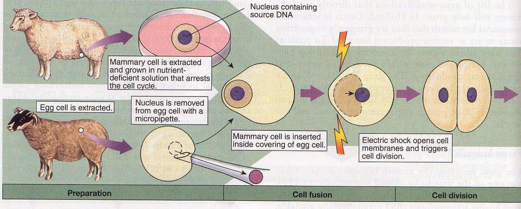 is achieved, the egg with the transplanted nucleus goes on to develop into a complete new organism identical to the one that supplied the skin cell nucleus.