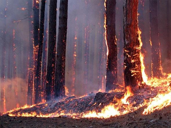 Wildfires in Ukraine On average in