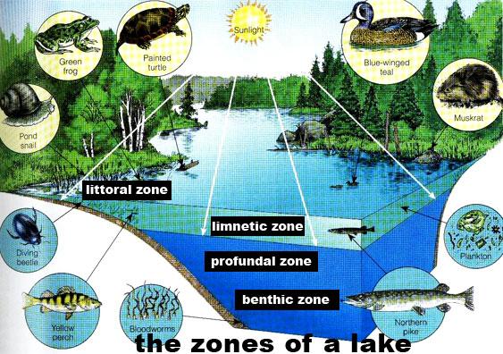 c. Benthic zone- bottom of lake or