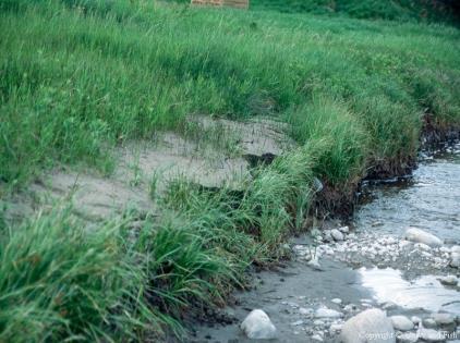 A complex stream bank or lakeshore will trap coarse and fine sediment during