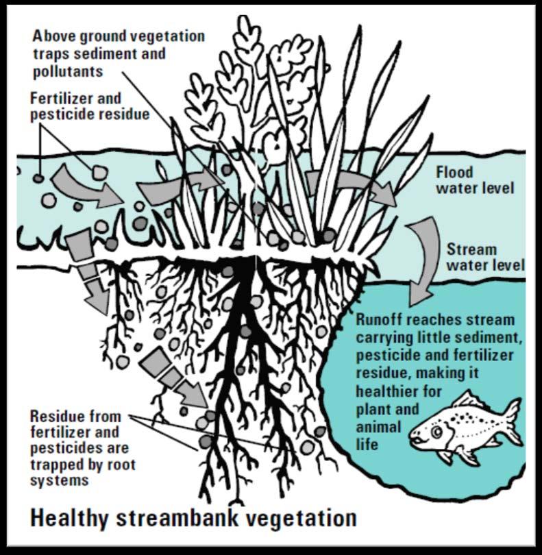 Riparian function: Filters water Nutrients & other contaminants are trapped, taken up by plants themselves or degr