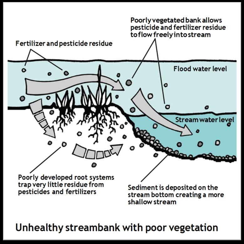 Riparian function: Filters water Poorly developed root systems allow contaminates to easily move into water Image