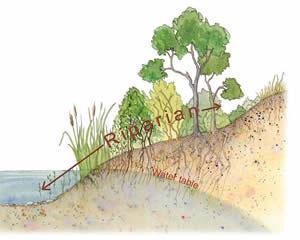 soil, and vegetation) Diverse plant and wildlife communities Riparian Aquatic