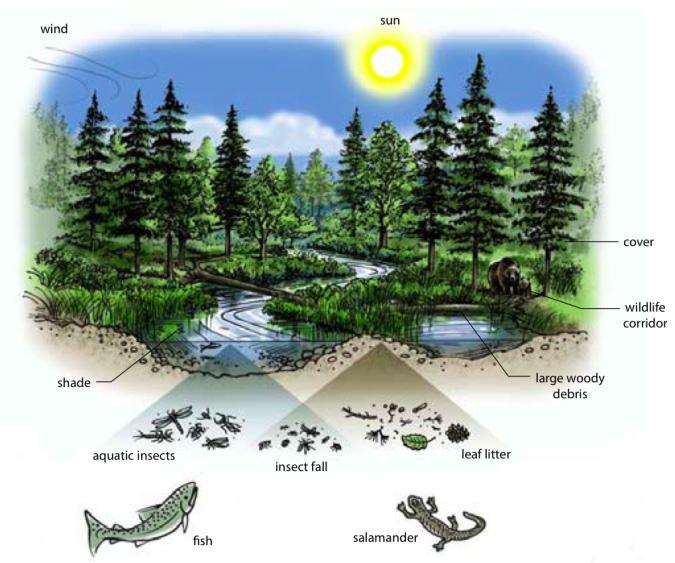 Riparian function: Illustration by Soren Henrich; adapted from BC Riparian Areas