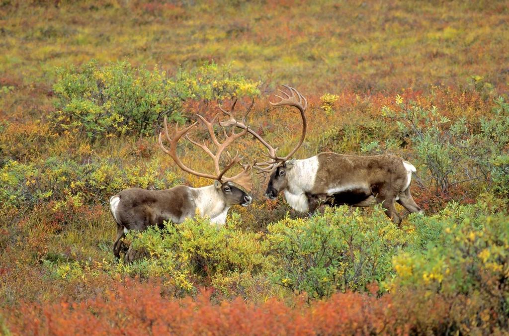 BACKGROUNDER ALBERTA WILDERNESS ASSOCIATION Caribou Recovery in Northwest Alberta Photo Credit: Wayne Lynch Caribou Belong Woodland caribou are beautiful creatures, amazingly adapted to Alberta s