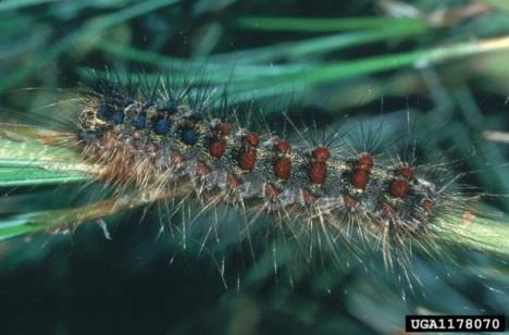 Gypsy Moth Non-native insect introduced into